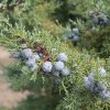 thumb_thumb_img_1157_1024_1024